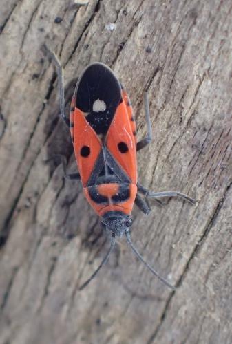 Melanocoryphus albomaculatus
